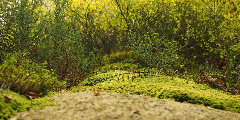 儿童教育新视野:早教培训如何科学助力成长——以米奇学校为例