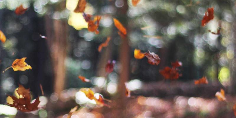 日式教育中的禅意智慧：在简约与留白中培养孩子的完整人格