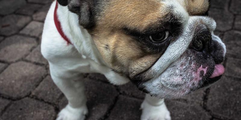 日式教育精髓探秘：走进‘米奇学校’看儿童教育的独特之道