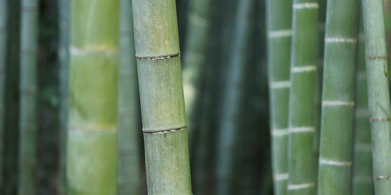 米奇学校与禅意教育：如何在家庭中融入STEAM理念，激发幼儿科学探索与创造力