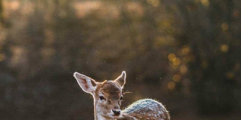 米奇学校日式早教培训：以匠心精神点亮儿童成长黄金期