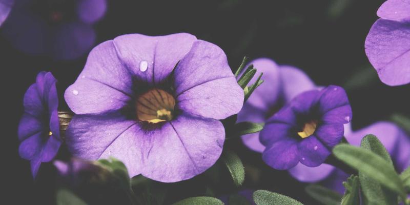 米奇学校的禅意教育：在森林与营地中培养幼儿的风险认知与应变智慧